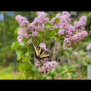 Meet your Posher, Manilyn